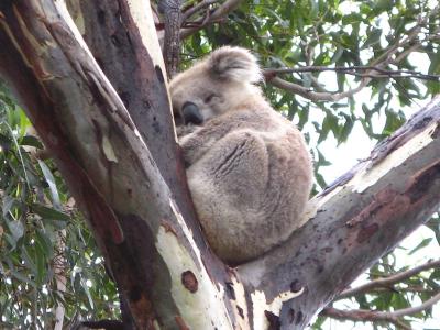 Koala sleeping in a tree.  Photo credit: Rhiannon Davies