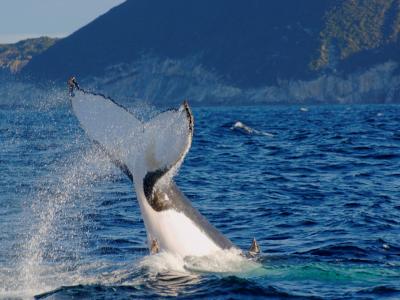 Whales off the coast near Albany. Photo credit: City of Albany