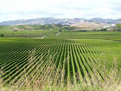 Australia and New Zealand some of the best wine courses in the world. Photo credit: Rhiannon Davies