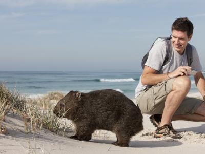 Meeting a wombat. Photo credit: Tourism Australia copyright.