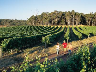 Group walking through the vines at Peccavi Estate.  Photo credit: Tourism Western Australia.